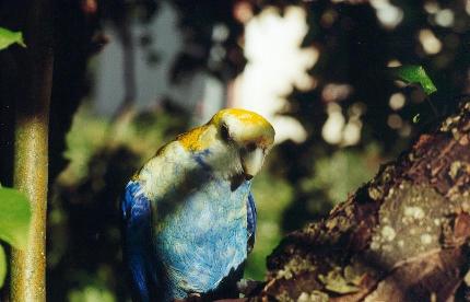rosella2.jpg (22098 bytes)